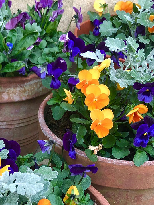 Blue and yellow flowers in pots.