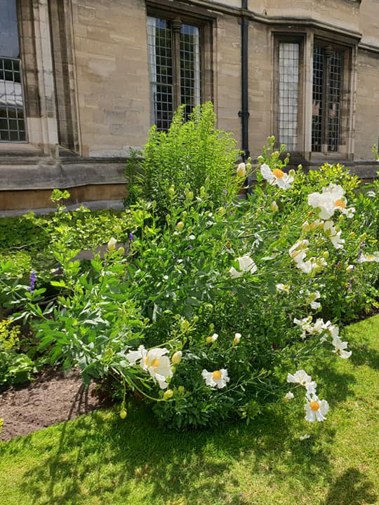 White and yellow flowers in Cathedral boarder.