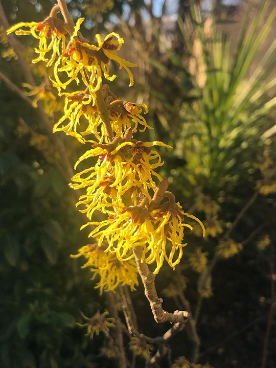 Yellow tree blossom in sunlight.