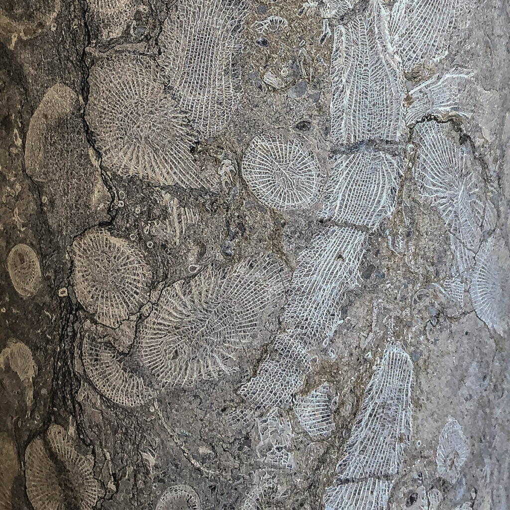 Close up of many fossilised creatures in polished stone.